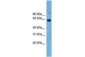 WB Suggested Anti-Lcorl Antibody Titration:  0.