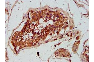 IHC image of ABIN7154448 diluted at 1:300 and staining in paraffin-embedded human testis tissue performed on a Leica BondTM system.