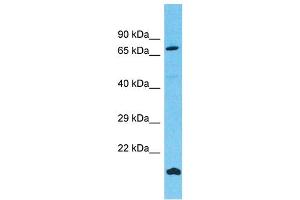 Western Blotting (WB) image for anti-Fibronectin Type III Domain Containing 7 (FNDC7) (N-Term) antibody (ABIN2791547) (FNDC7 anticorps  (N-Term))