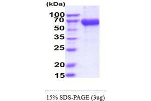 SDS-PAGE (SDS) image for CD33 (CD33) (AA 18-259) protein (hIgG-His-tag) (ABIN5855022) (CD33 Protein (CD33) (AA 18-259) (hIgG-His-tag))