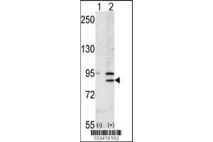 Western blot analysis of BRD2 using rabbit polyclonal BRD2 Antibody using 293 cell lysates (2 ug/lane) either nontransfected (Lane 1) or transiently transfected with the BRD2 gene (Lane 2). (BRD2 anticorps  (AA 170-200))
