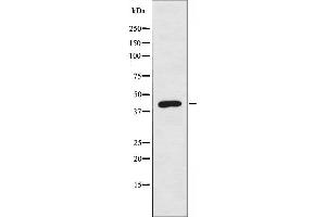 Western blot analysis of extracts from COLO cells, using BMP8A antibody.