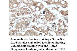 Image no. 1 for anti-Heme Oxygenase (Decycling) 1 (HMOX1) antibody (ABIN791221) (HMOX1 anticorps)