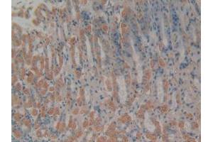 IHC-P analysis of Mouse Stomach Tissue, with DAB staining. (Cytochrome C anticorps  (AA 13-99))