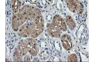 Immunohistochemistry (IHC) image for anti-Aminoacylase 1 (ACY1) antibody (ABIN1496454) (Aminoacylase 1 anticorps)