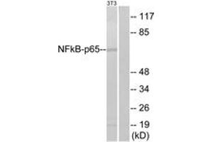 Western blot analysis of extracts from NIH-3T3, using NF-kappaB p65 (Ab-311) Antibody. (NF-kB p65 anticorps  (AA 278-327))