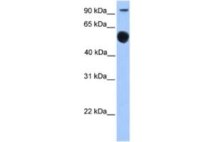 Western Blotting (WB) image for anti-Early B-Cell Factor 1 (EBF1) antibody (ABIN2460254) (EBF1 anticorps)