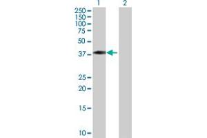 Western Blot analysis of TCEA3 expression in transfected 293T cell line by TCEA3 MaxPab polyclonal antibody.
