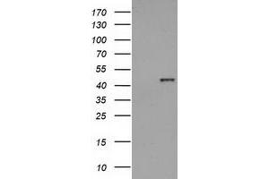 Western Blotting (WB) image for anti-Hydroxyacid Oxidase (Glycolate Oxidase) 1 (HAO1) antibody (ABIN1498575) (HAO1 anticorps)