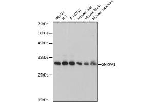 Western blot analysis of extracts of various cell lines, using SNRP antibody (ABIN7270365) at 1:1000 dilution. (SNRPA1 anticorps)