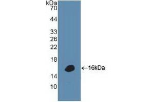 Detection of Recombinant DEFa1, Human using Polyclonal Antibody to Defensin Alpha 1, Neutrophil (DEFa1) (alpha Defensin 1 anticorps  (AA 20-94))