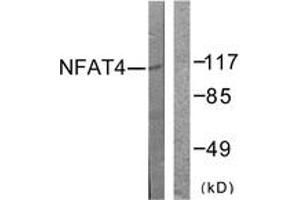 Western Blotting (WB) image for anti-Nuclear Factor of Activated T-Cells, Cytoplasmic, Calcineurin-Dependent 3 (NFATC3) (AA 131-180) antibody (ABIN2888680) (NFATC3 anticorps  (AA 131-180))