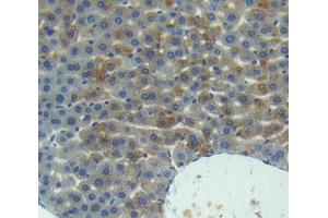 Used in DAB staining on fromalin fixed paraffin- embedded Kidney tissue (UPB1 anticorps  (AA 154-393))