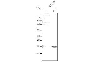 Anti-IL10 Ab at 1/2,500 dilution, 50 µg of total protein lysate per Iane, ceIls were stimulated with E. (IL-10 anticorps)