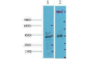 Western Blotting (WB) image for anti-Caudal Type Homeobox 2 (CDX2) antibody (ABIN3178610) (CDX2 anticorps)