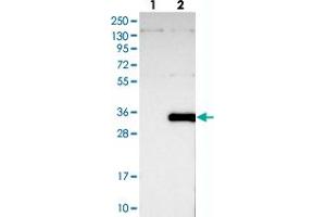 Western blot analysis of Lane 1: Negative control (vector only transfected HEK293T lysate), Lane 2: Over-expression Lysate (Co-expressed with a C-terminal myc-DDK tag (~3. (THAP6 anticorps)