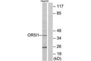 Western blot analysis of extracts from HepG2 cells, using OR5I1 Antibody. (OR5I1 anticorps  (AA 206-255))