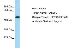 Host: Rabbit Target Name: RASSF9 Sample Tissue: Human U937 Whole Cell Antibody Dilution: 1ug/ml (RASSF9 anticorps  (C-Term))