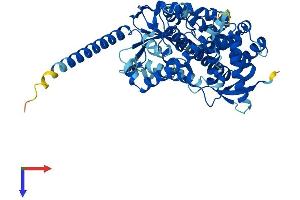 AlphaFold protein structure predicition of Mouse Recombinant Cyp4x1 Protein, UniprotID Q6A152