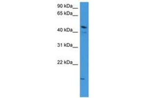 Image no. 1 for anti-Zinc Finger Protein 713 (ZNF713) (AA 63-112) antibody (ABIN6746134) (ZNF713 anticorps  (AA 63-112))