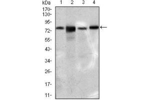 Western Blotting (WB) image for anti-Solute Carrier Family 27 (Fatty Acid Transporter), Member 5 (SLC27A5) (AA 508-570) antibody (ABIN1845743) (SLC27A5 anticorps  (AA 508-570))