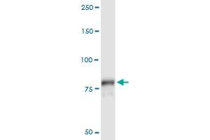 Immunoprecipitation of PLA2G6 transfected lysate using anti-PLA2G6 MaxPab rabbit polyclonal antibody and Protein A Magnetic Bead , and immunoblotted with PLA2G6 purified MaxPab mouse polyclonal antibody (B01P) . (PLA2G6 anticorps  (AA 1-752))
