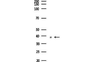 anti-RAD23 Homolog A (RAD23A) (C-Term) antibody