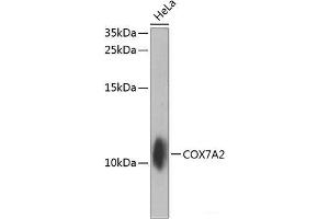 Western blot analysis of extracts of HeLa cells using COX7A2 Polyclonal Antibody at dilution of 1:1000. (COX7A2 anticorps)