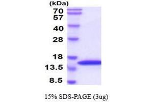 SDS-PAGE (SDS) image for Vesicle-Associated Membrane Protein 2 (Synaptobrevin 2) (VAMP2) (AA 1-89) protein (His tag) (ABIN667044) (VAMP2 Protein (AA 1-89) (His tag))