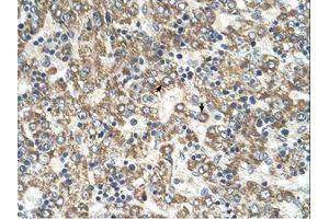 Image no. 1 for anti-Glutamic-Oxaloacetic Transaminase 2, Mitochondrial (Aspartate Aminotransferase 2) (GOT2) (AA 329-378) antibody (ABIN320796)