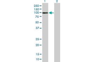 Western Blot analysis of DHTKD1 expression in transfected 293T cell line by DHTKD1 MaxPab polyclonal antibody. (DHTKD1 anticorps  (AA 1-919))