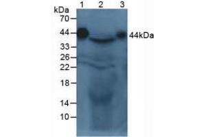 Western blot analysis of (1) Mouse Serum, (2) Mouse Liver Tissue and (3) Mouse Parotid Gland Tissue.