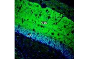 Expression of GSG1L in rat hippocampus - Immunohistochemical staining of perfusion-fixed frozen rat brain sections with Anti-GSG1L Antibody (ABIN7043266, ABIN7044390 and ABIN7044391), (1:200), followed by goat anti-rabbit-AlexaFluor-488. (GSG1-Like anticorps  (Intracellular))