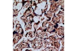 Immunohistochemical analysis of NOP56 staining in human placenta formalin fixed paraffin embedded tissue section. (NOP56 anticorps)