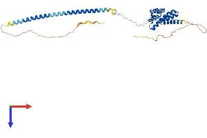 AlphaFold protein structure predicition of Mouse Recombinant Cdc37l1 Protein, UniprotID Q9CZP7