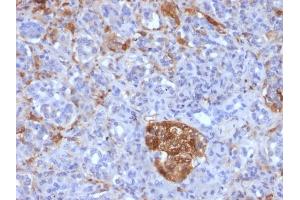 Formalin-fixed, paraffin-embedded Human Pancreas stained with Ferritin, Light Chain Mouse Monoclonal Antibody (FTL/1386).