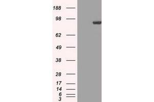 Image no. 5 for anti-Signal Transducer and Activator of Transcription 1, 91kDa (STAT1) antibody (ABIN1501169) (STAT1 anticorps)