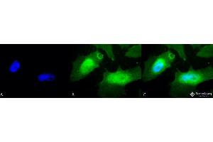 Immunocytochemistry/Immunofluorescence analysis using Rabbit Anti-HSPB2 Polyclonal Antibody . (HSPB2 anticorps  (Biotin))