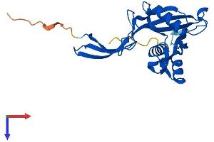 AlphaFold protein structure predicition of Human Recombinant NUDT5 Protein, UniprotID Q9UKK9