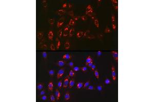 Immunofluorescence analysis of NIH/3T3 cells using MGST1 Rabbit mAb (ABIN7268512) at dilution of 1:100 (40x lens). (MGST1 anticorps)
