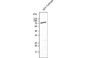 Western Blotting (WB) image for anti-tdTomato Fluorescent Protein (tdTomato) antibody (DyLight 633) (ABIN7273114) (tdTomato anticorps  (DyLight 633))