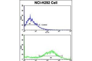 Flow cytometric analysis of NCI-H292 cells using CALD1 Antibody (bottom histogram) compared to a negative control cell (top histogram). (Caldesmon anticorps  (AA 428-457))
