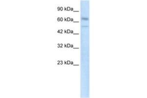 Western Blotting (WB) image for anti-Zinc Finger Protein 306 (ZKSCAN3) antibody (ABIN2460764) (ZKSCAN3 anticorps)