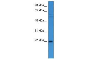 Western Blot showing GADD45A antibody used at a concentration of 1-2 ug/ml to detect its target protein. (GADD45A anticorps  (C-Term))