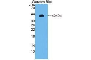Detection of Recombinant MIP3a, Rat using Monoclonal Antibody to Macrophage Inflammatory Protein 3 Alpha (MIP3a) (CCL20 anticorps  (AA 24-95))