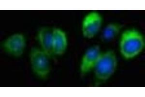 Immunofluorescent analysis of HepG2 cells using ABIN7168695 at dilution of 1:100 and Alexa Fluor 488-congugated AffiniPure Goat Anti-Rabbit IgG(H+L) (SLURP1 anticorps  (AA 23-103))