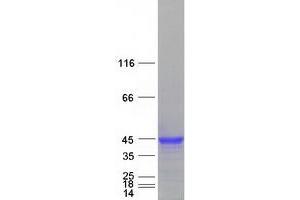 Validation with Western Blot