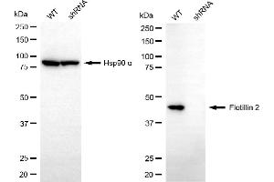 Western blotting analysis using flotillin 2 antibody (ABIN7798634).