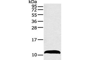 Western blot analysis of Mouse adrenal gland tissue using HMGN3 Polyclonal Antibody at dilution of 1:550 (HMGN3 anticorps)