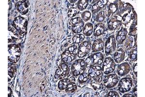 IHC-P Image RPS10 antibody detects RPS10 protein at cytoplasm in mouse colon by immunohistochemical analysis.